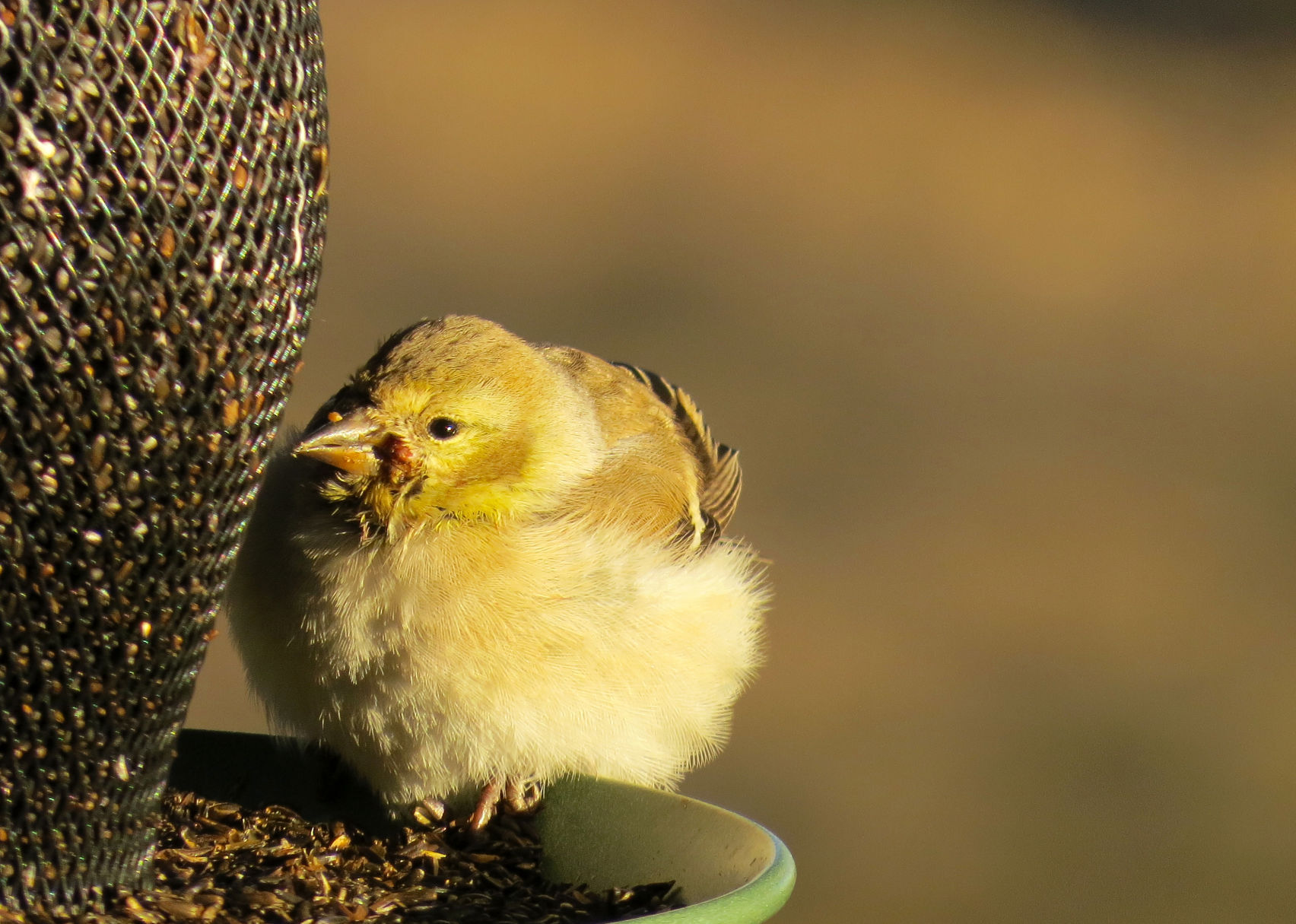 American goldfinch